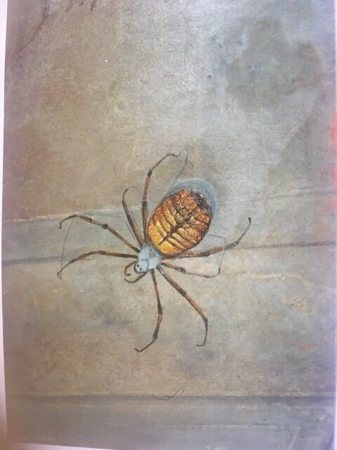 Araignée patinée à la feuille d'or - immeuble bd des Capucines - Paris