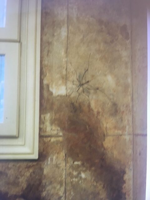 Moustique en trompe l'oeil- Bd des Capucines Paris