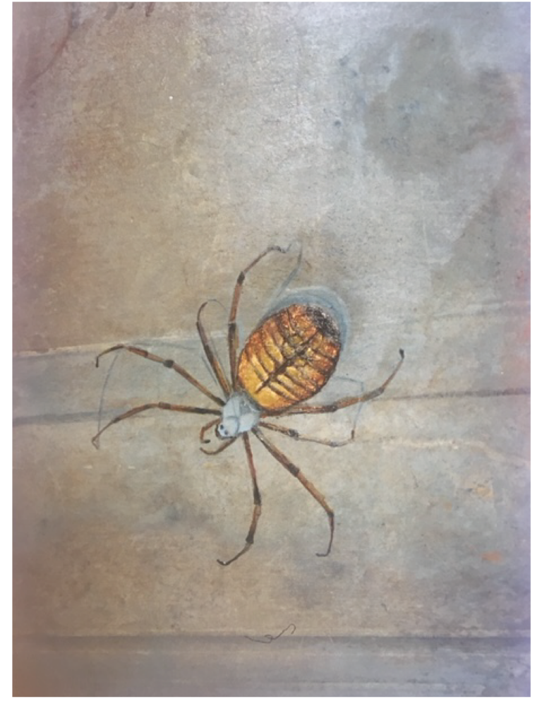 Araignée patinée à la feuille d'or - immeuble bd des Capucines - Paris - Magali LE DOZE